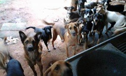 Câmara aprova PL 011/2015