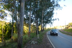 DER realiza corte de eucaliptos em rodovia do município