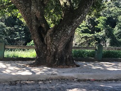 Prefeitura Municipal atende indicação de vereadora