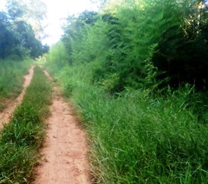 Vereador questiona as péssimas condições das estradas rurais