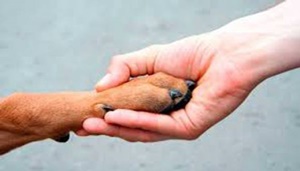 Vereador requer criação do Conselho Municipal de Proteção aos Animais