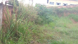 Vereador requer informação sobre limpeza da Prefeitura